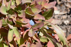 Vaccinium cespitosum