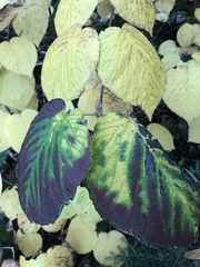 Viburnum lantanoides