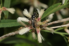 Paratiphia texana