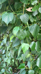 Ampelopsis cordata
