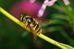 Sericomyia chalcopyga