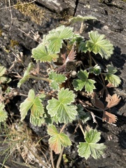 Potentilla villosa