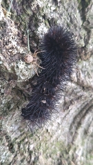 Hypercompe scribonia