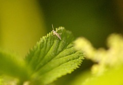 Schreckensteinia erythriella
