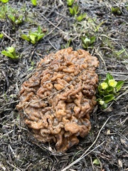 Gyromitra