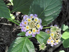 Lantana