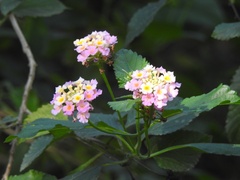 Lantana
