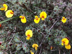 Pultenaea tenuifolia