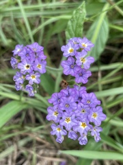 Heliotropium amplexicaule
