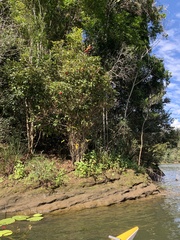 Syzygium hodgkinsoniae