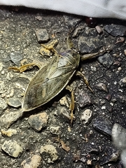 Lethocerus medius