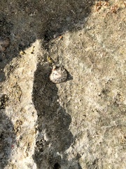 Siphonaria alternata