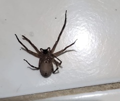Acanthoctenus