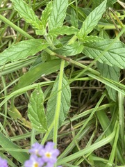 Heliotropium amplexicaule