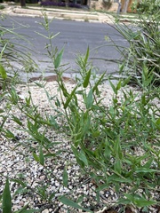 Urochloa reptans