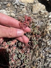 Sedum obtusatum