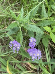 Heliotropium amplexicaule