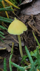 Entoloma murrayi