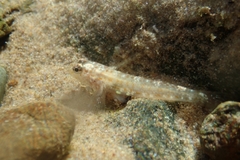 Gobiidae