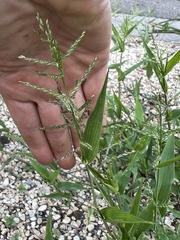 Urochloa reptans
