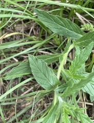 Heliotropium amplexicaule