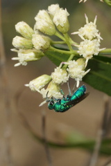 Chrysididae