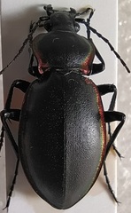 Carabus marginalis
