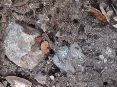 Camponotus sansabeanus