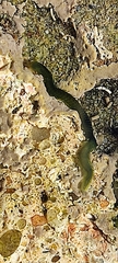 Eulalia clavigera