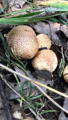 Scleroderma citrinum