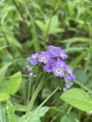 Heliotropium amplexicaule