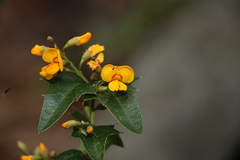 Podolobium ilicifolium