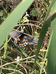 Battus philenor hirsuta