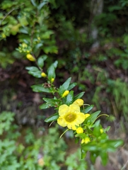 Aureolaria grandiflora