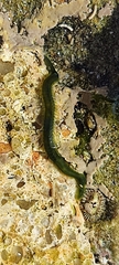 Eulalia clavigera