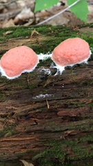 Tubifera ferruginosa