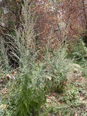 Artemisia douglasiana