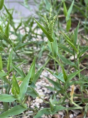 Urochloa reptans