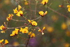 Pultenaea retusa