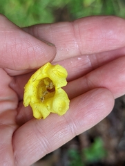 Aureolaria grandiflora