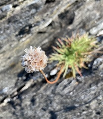 Armeria maritima