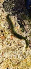 Eulalia clavigera