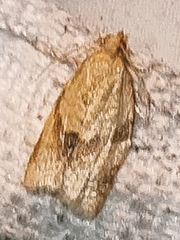 Clepsis