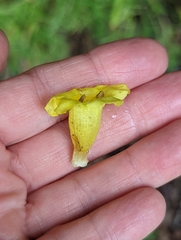 Aureolaria grandiflora