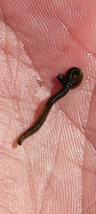 Eulalia clavigera