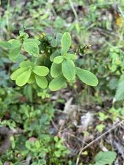 Hypericum punctatum