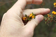 Pultenaea retusa