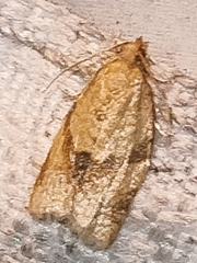 Clepsis