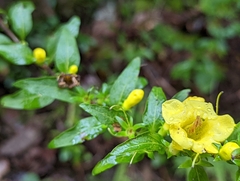 Aureolaria grandiflora