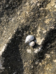 Echinolittorina ziczac